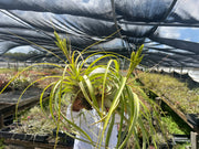 Tillandsia 'Bahia'