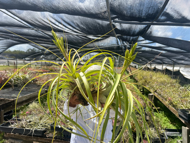 Tillandsia 'Bahia'