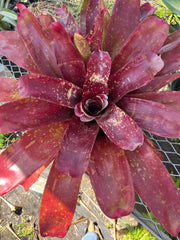 Neoregelia 'Jack of Diamonds'