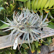 Dyckia 'Candy Corn'