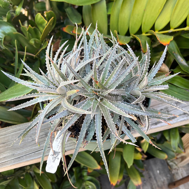 Dyckia 'Candy Corn'