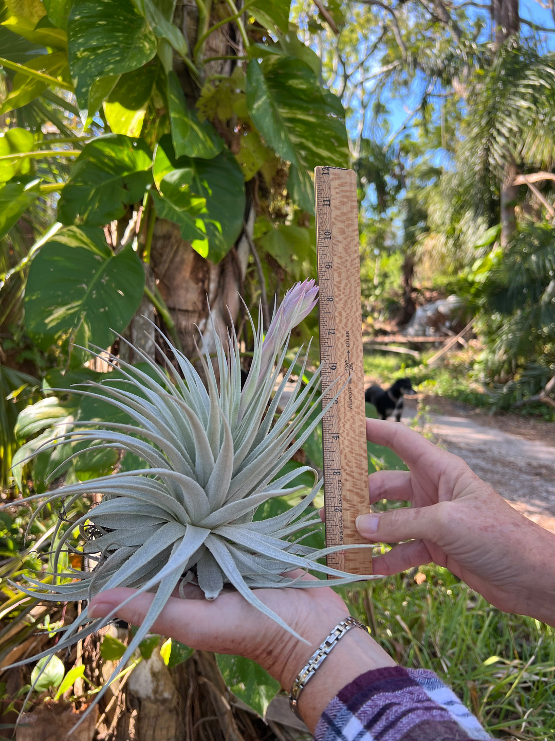 Tillandsia gardneri v. rupicola 'Purple Form' – Tropiflora