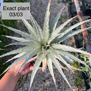 Hechtia zamudioi AS099-3