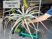 Tillandsia 'Silver Spike'