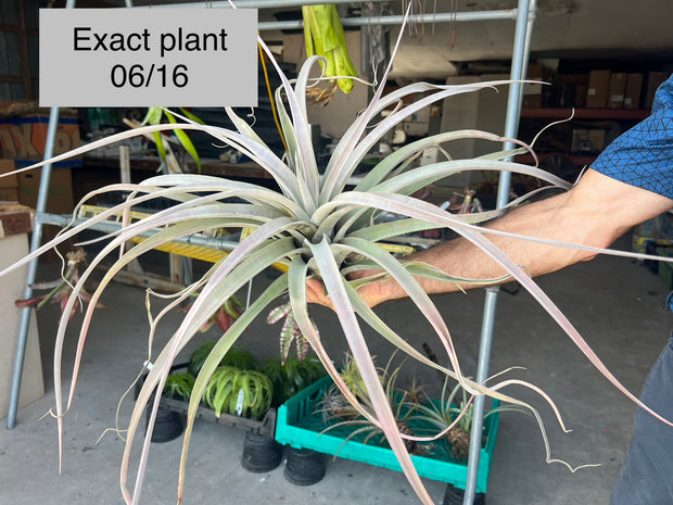 Tillandsia 'Silver Spike'