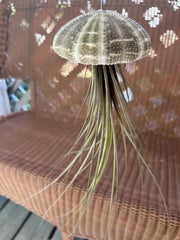 Tillandsia Jellyfish