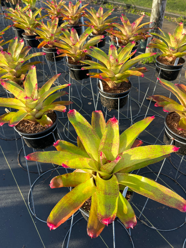 Neoregelia 'Rio'