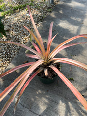 Bromelia magnifica