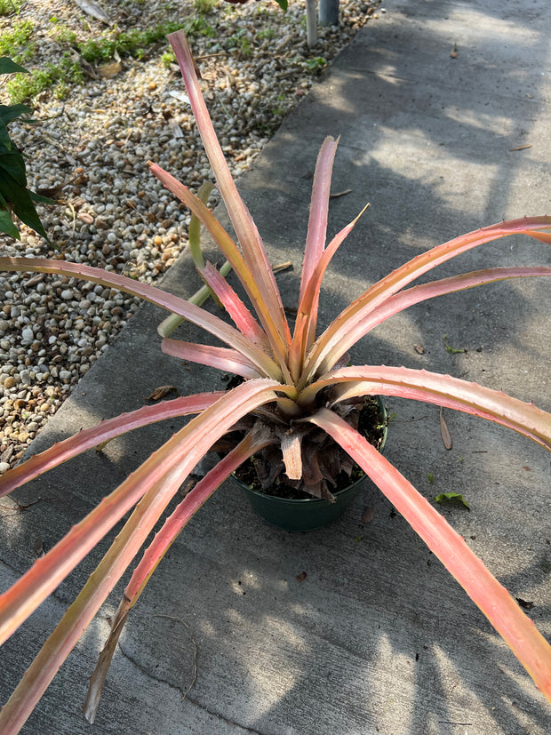 Bromelia magnifica