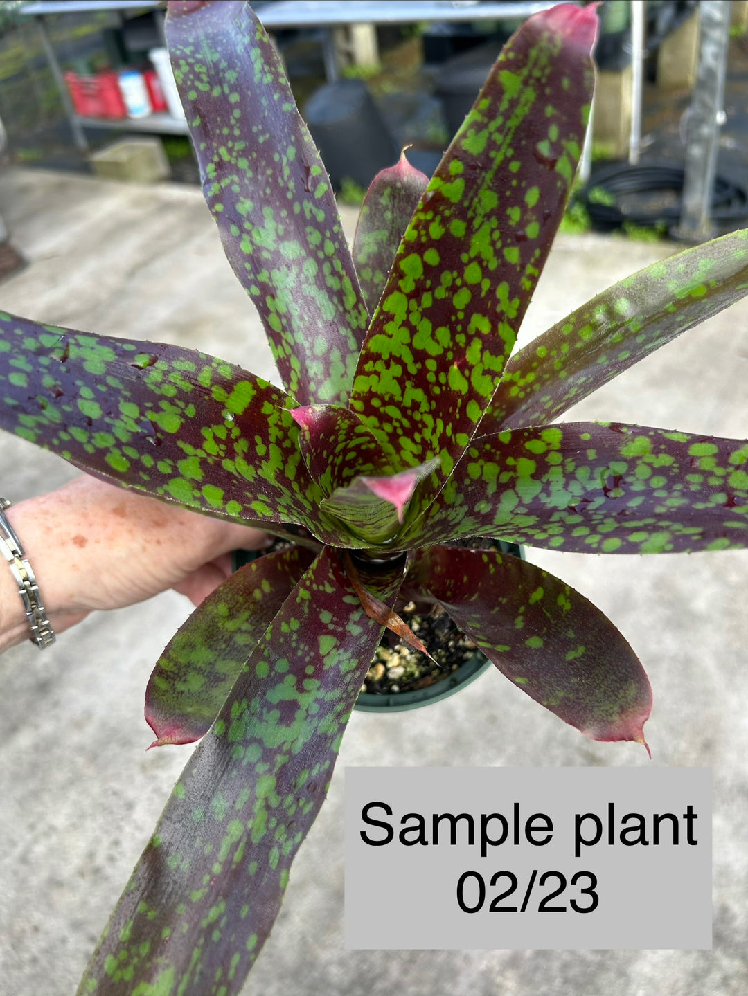 Neoregelia 'Super Aztec' – Tropiflora
