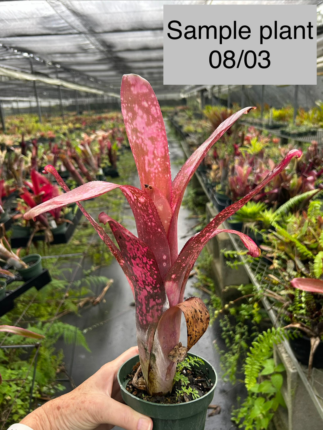 ブロメリア・エアープランツ Billbergia After glow Billbergia 'Afterglow' – Tropiflora