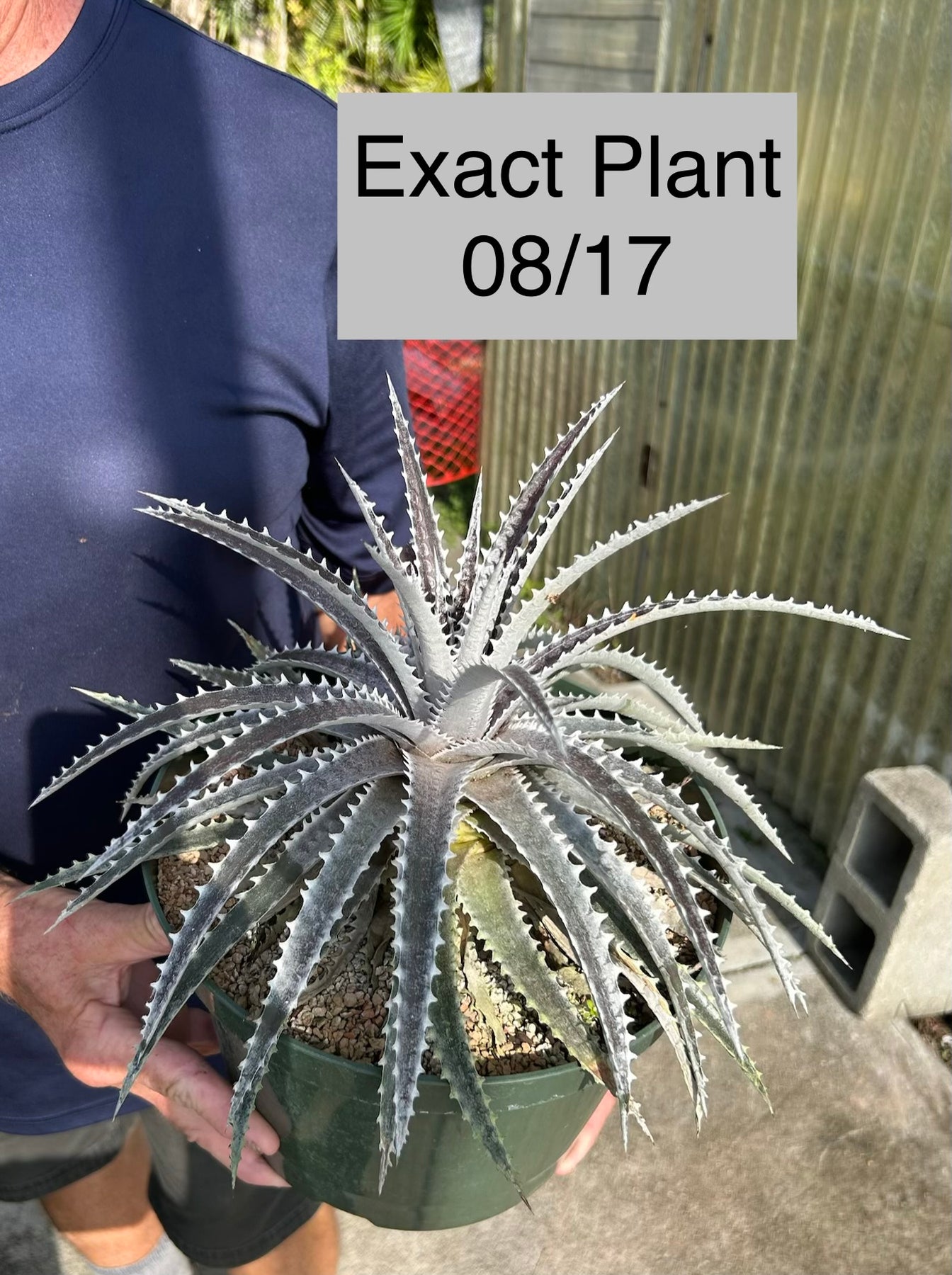 Dyckia 'Arizona' f2 (EB Wide Leaf) – Tropiflora