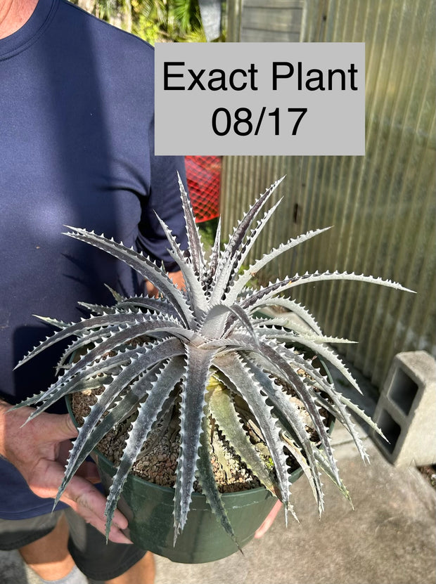Dyckia 'Arizona' f2 (EB Wide Leaf) – Tropiflora