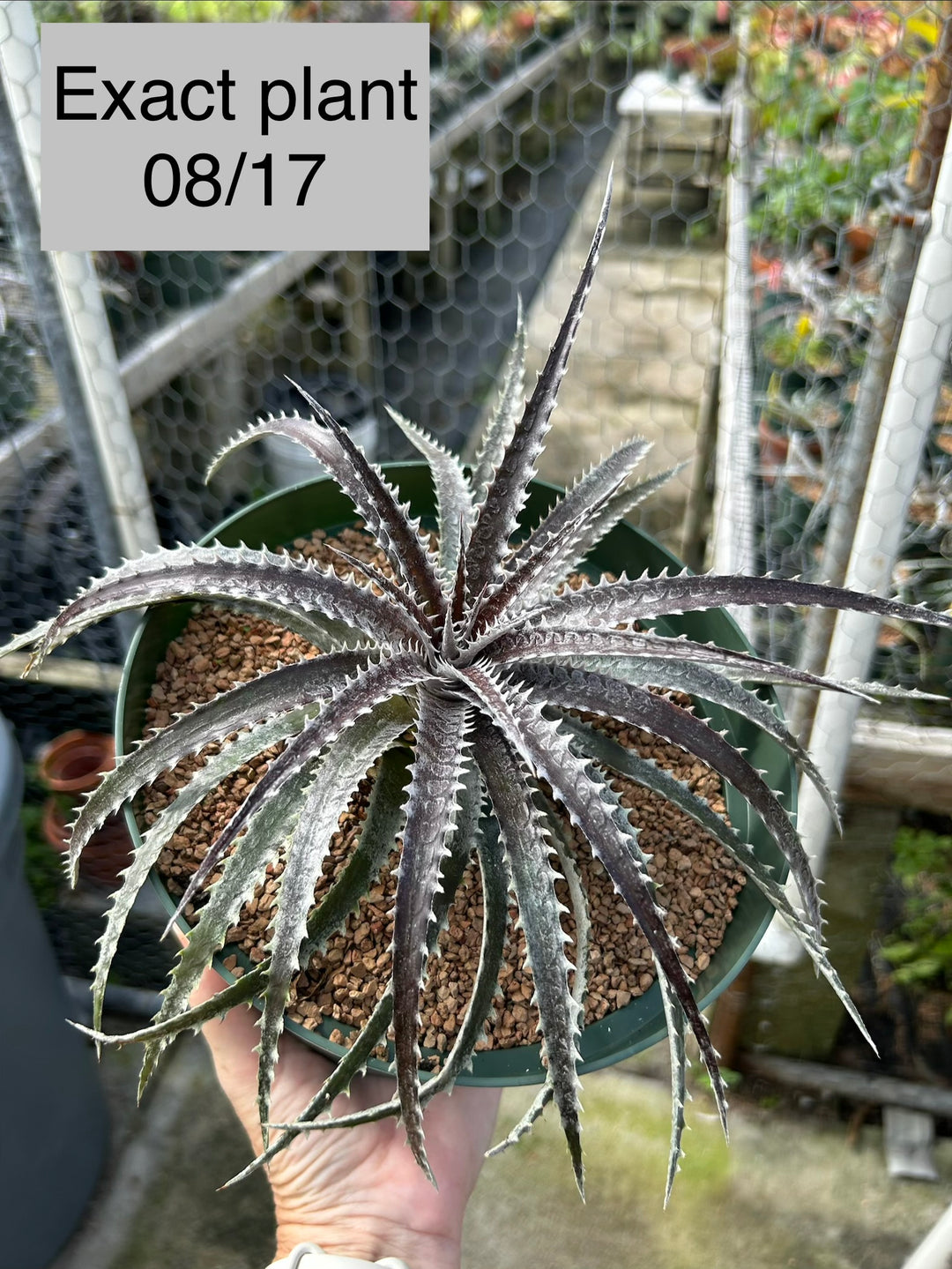 Dyckia 'Brittle Star' x ('Brittle Star' f2 x 'Arizona') – Tropiflora