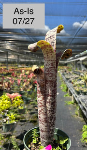 Quesnelia marmorata 'Tim Plowman' – Tropiflora