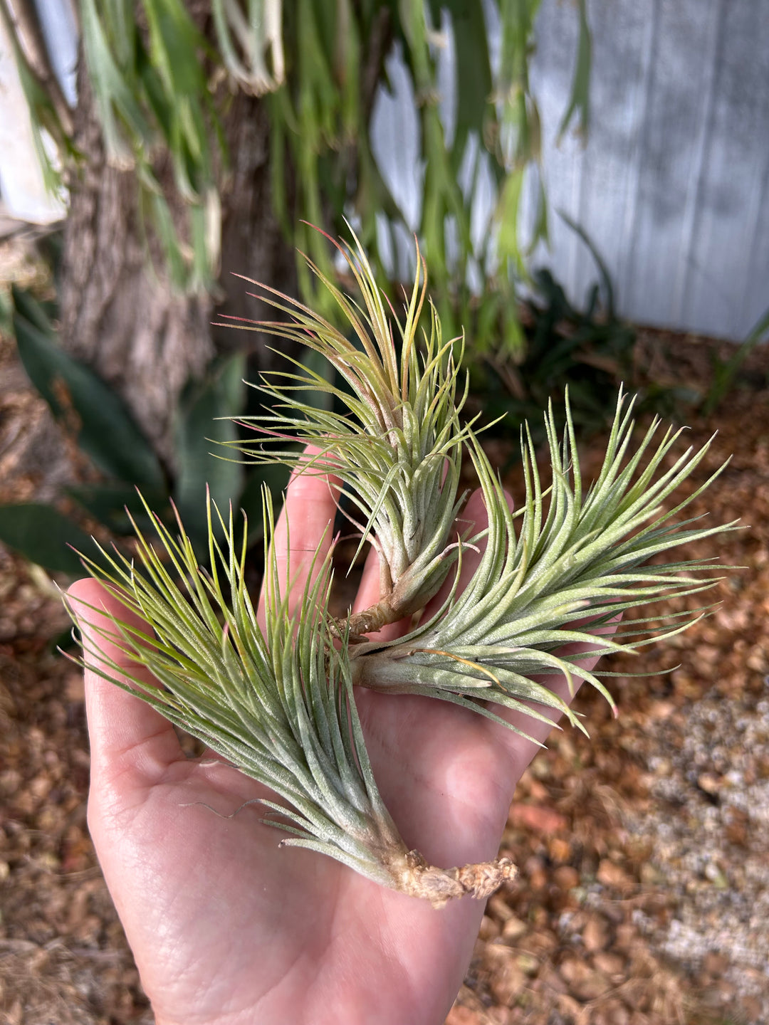Tillandsia 'Paul T' – Tropiflora