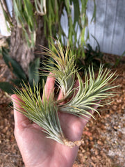 Tillandsia 'Paul T'