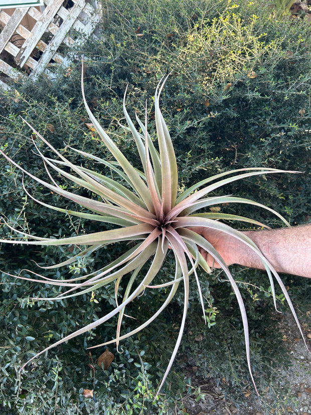 Tillandsia botterii x chiapensis