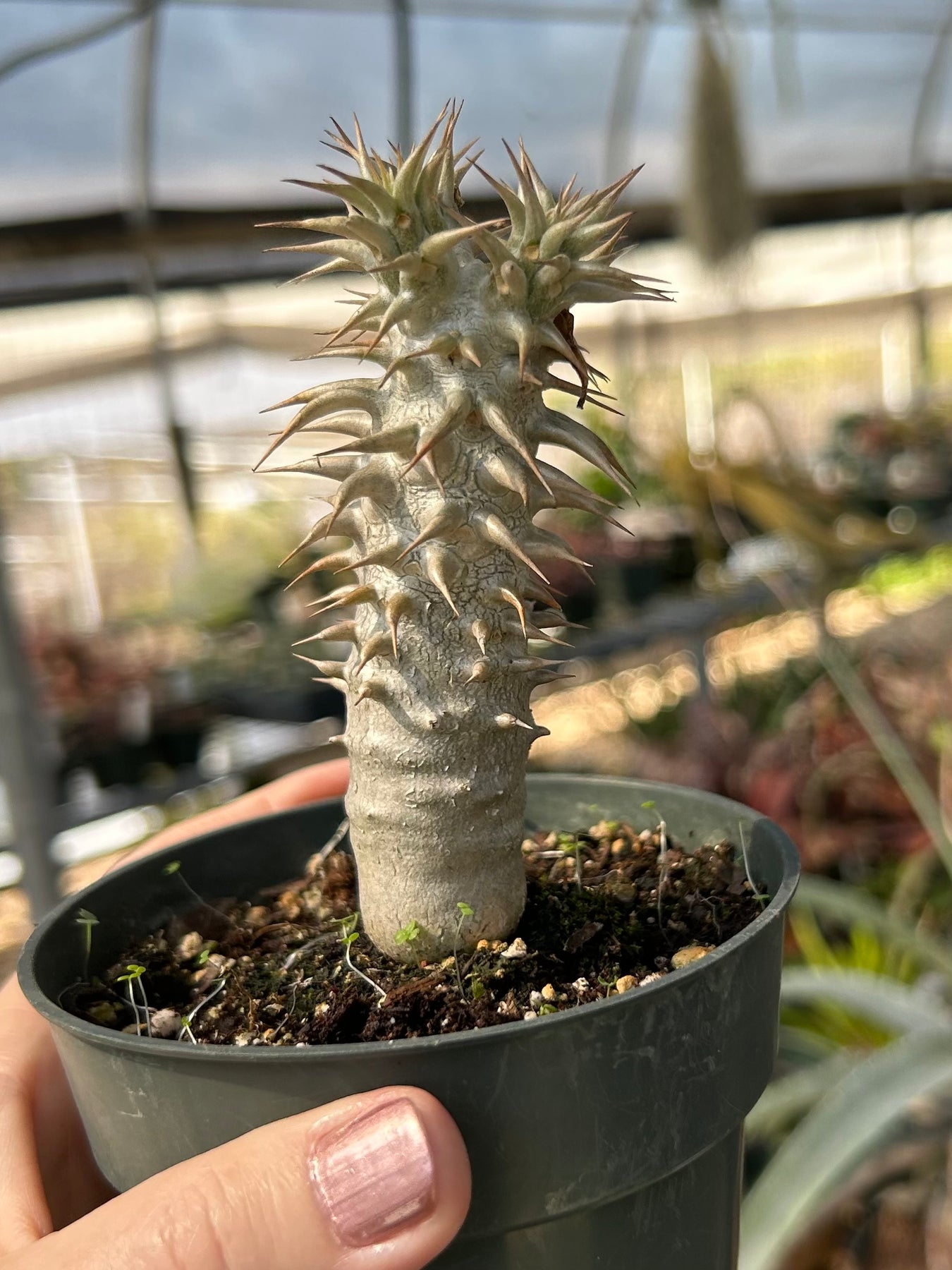 Pachypodium Bicolor 塊根植物 コーデックス Pachypodium bicolor – Tropiflora