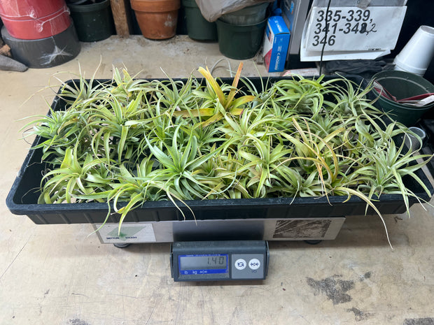Tillandsias (Air Plants) by the Pound