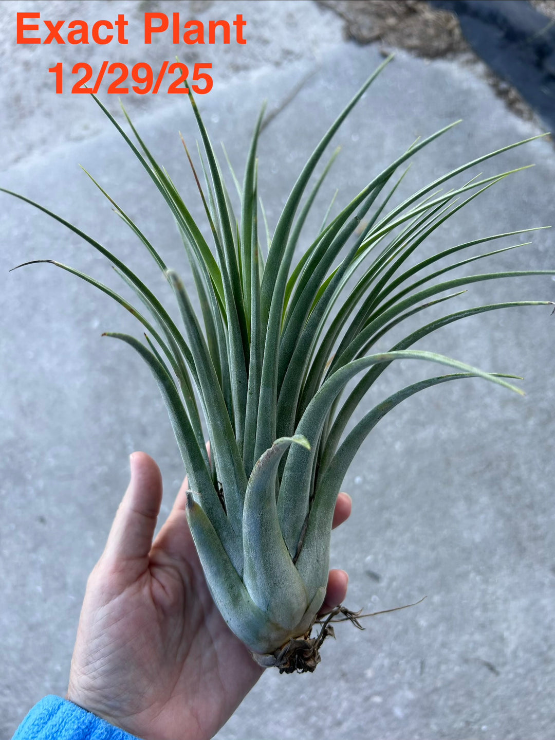 Tillandsia 'Veronica's Gift' – Tropiflora
