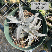 Dyckia marnierlapostollei v. estevesii