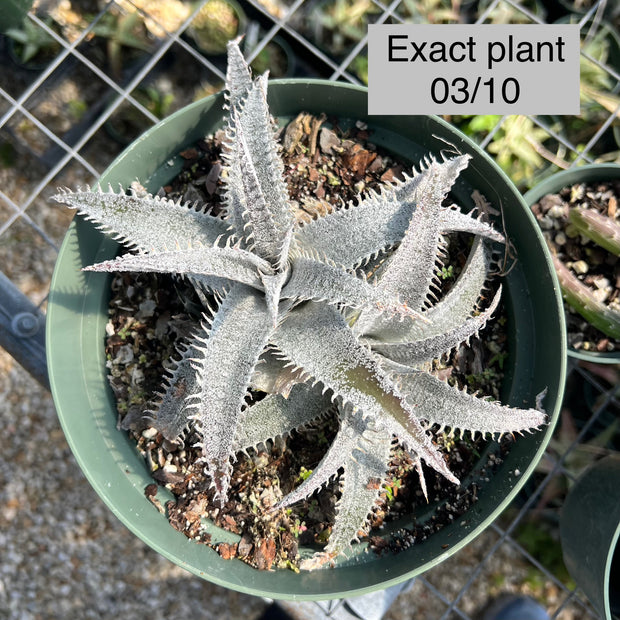 Dyckia marnierlapostollei v. estevesii