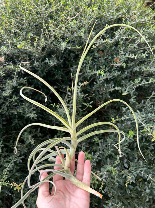 Tillandsia 'Nugget'