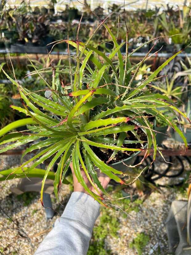 Hechtia montana ISI 93-40