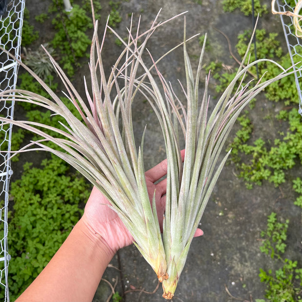 Tillandsia 'Buck Compton'