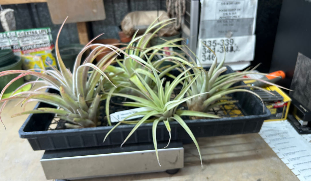 ブロメリア・エアープランツ Tillandsia exserta x 'Joel' #J068 YCB