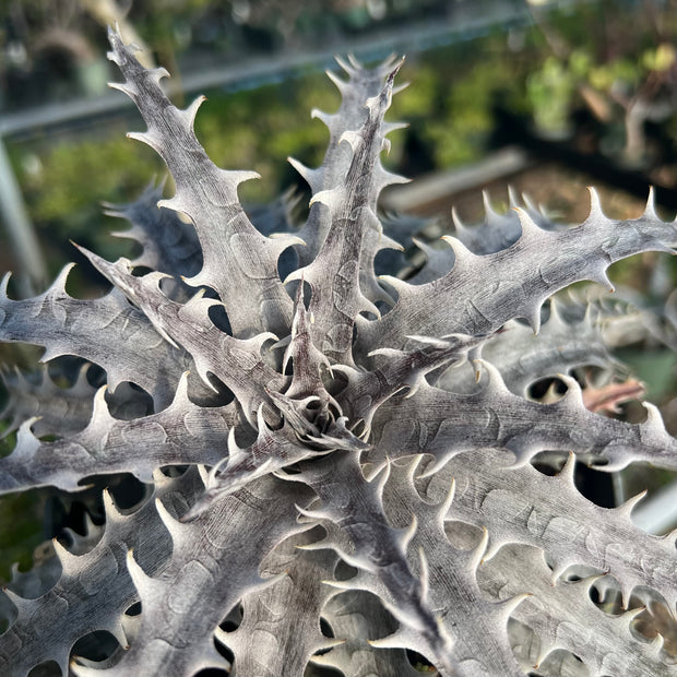 Dyckia 'Throwing Star'