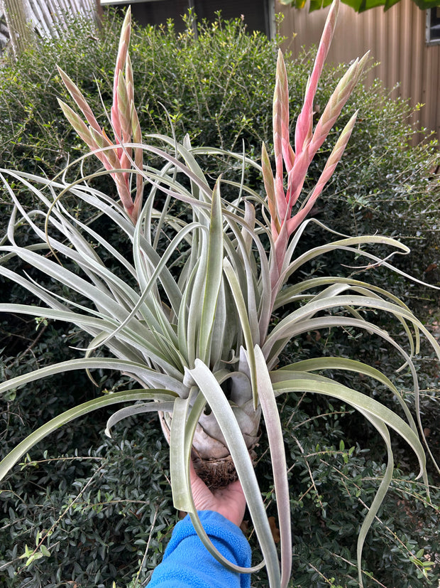 Tillandsia 'Silverado'