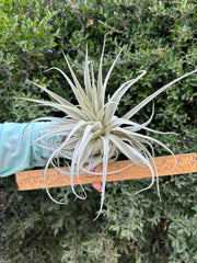 Tillandsia gardneri v. rupicola 'Purple Form'