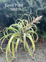Tillandsia 'Katie Styer'