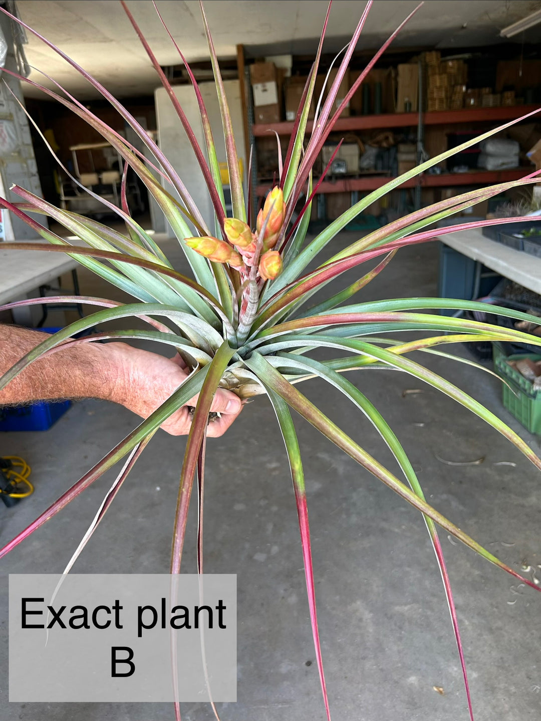 Tillandsia fasciculata 'Tropiflora'