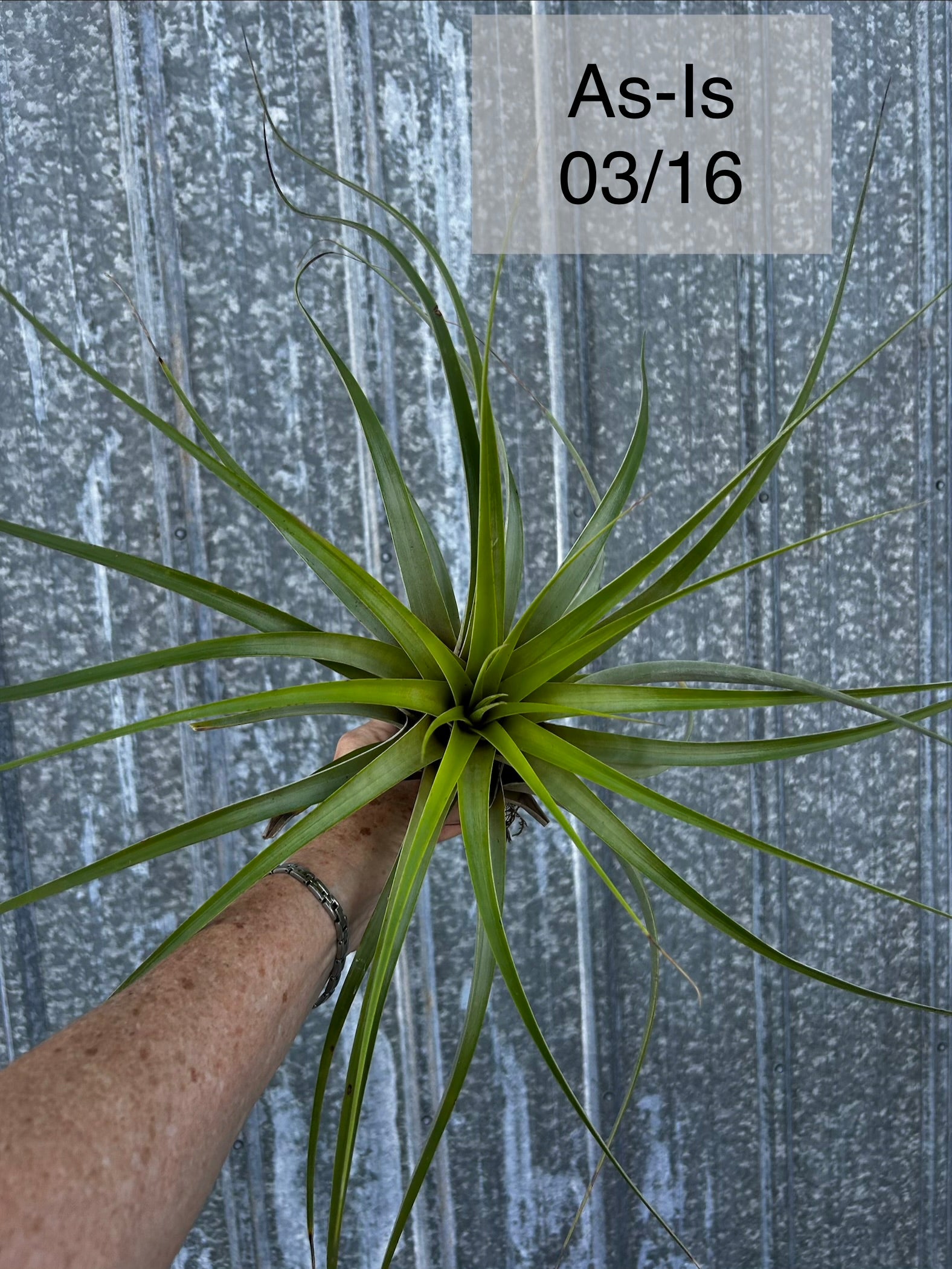 Tropiflora Tillandsia fasciculata - Thumbnail 3
