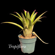 x Neomea 'Lots of Dots'