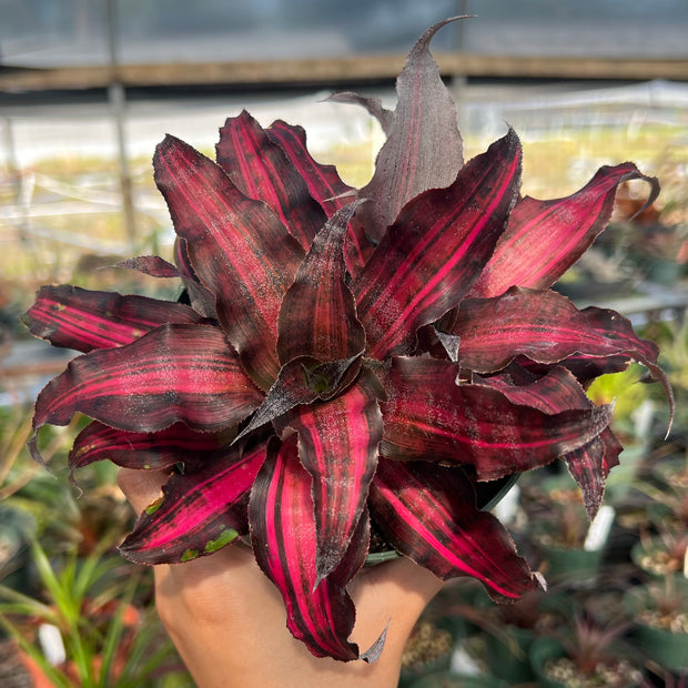 Cryptanthus 'Living Daylights'