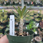 Pachypodium cactipes