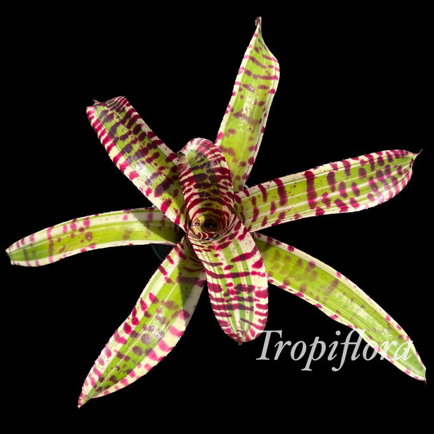 Neoregelia 'Timeless Beauty'