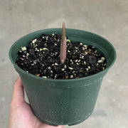 Amorphophallus henryi