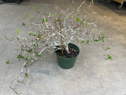 Euphorbia bongolavensis