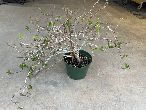 Euphorbia bongolavensis