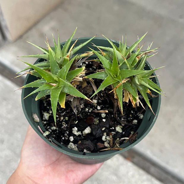 Deuterocohnia lotteae