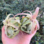 Tillandsia streptophylla