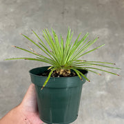 Dyckia cf. choristaminea EL4146 SEL07-0348