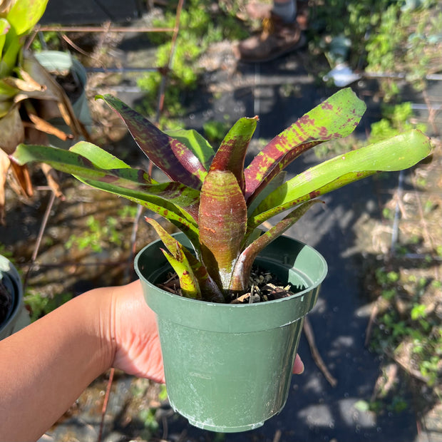 Neoregelia 'Brownie'