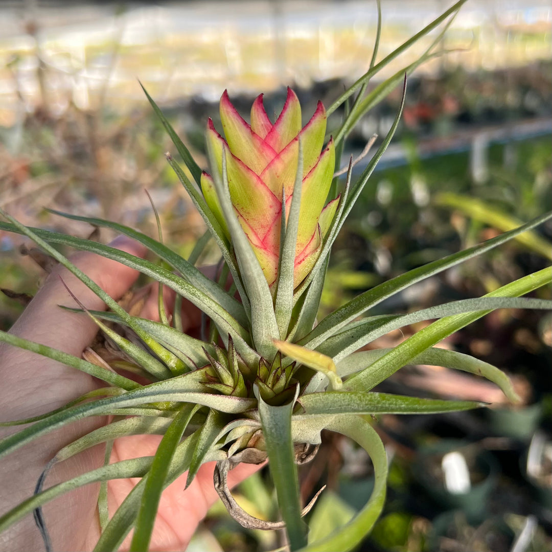 Tillandsia kegeliana – Tropiflora
