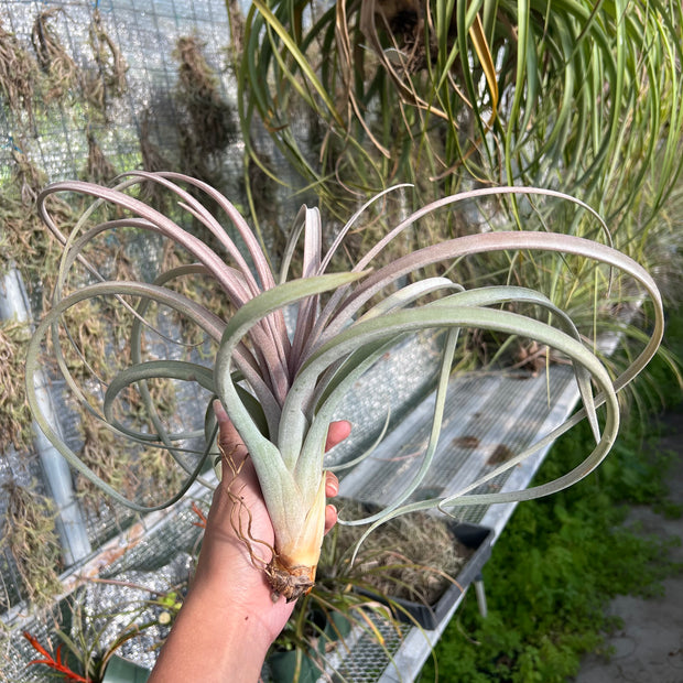 Tillandsia 'Pink Lemonade'